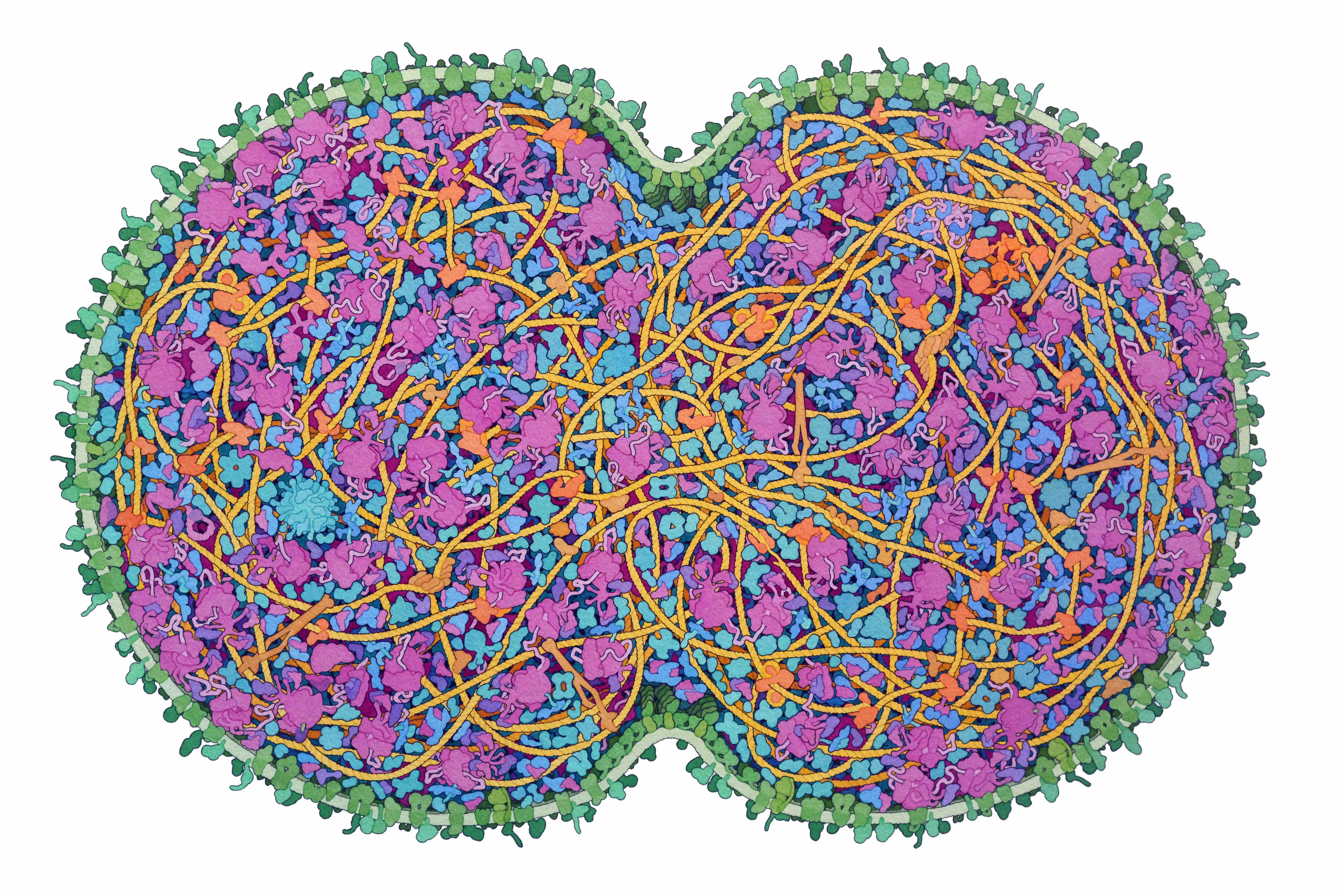 Artistic conception of a cross-section through a dividing minimal cell